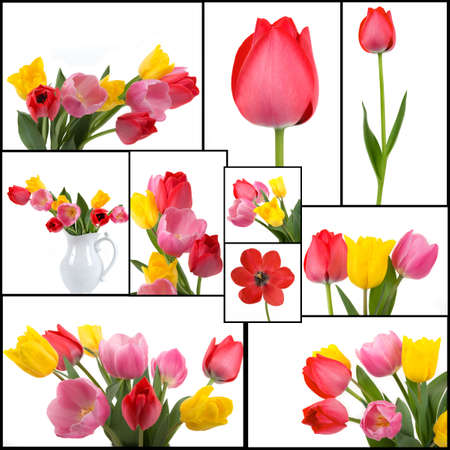 Beautiful colorful tulip collageの写真素材