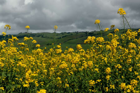 Wild flowers and stormy dayの写真素材