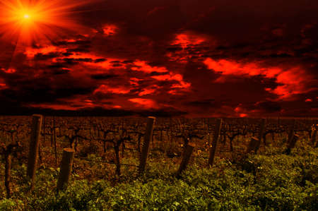 Grape vines in California during sunsetの写真素材