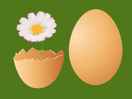 Eggs and daisyのイラスト素材