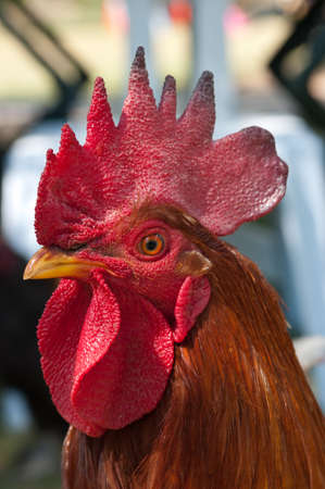  Rooster in a farm