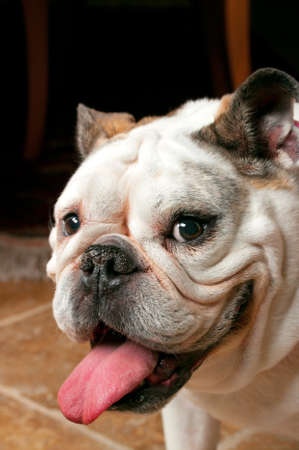 Bulldogの写真素材