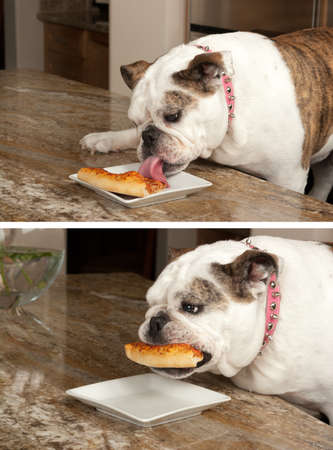 Bulldog eating pizzaの写真素材