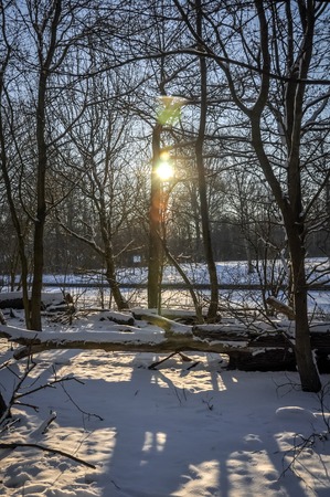 Dutch forrest (local forest Enkhuizen) shining through the treesのeditorial素材
