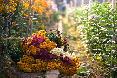 Yellow daisy flower and sunlightの写真素材