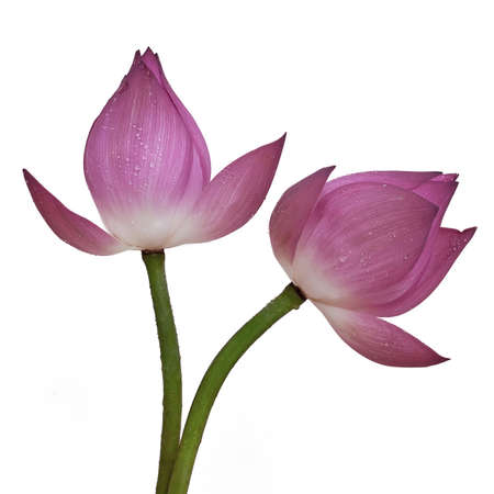 Lotus flower and Lotus flower plants の写真素材