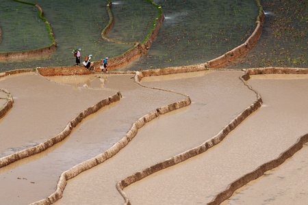 terraced rice fields in Mu Cang Chai, Vietnam の写真素材