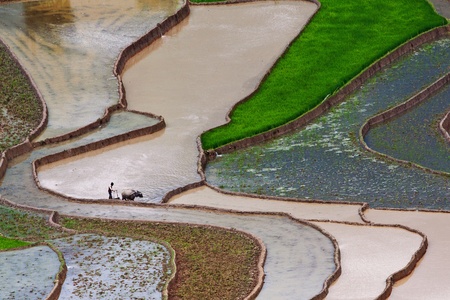terraced rice fields in Mu Cang Chai, Vietnam 