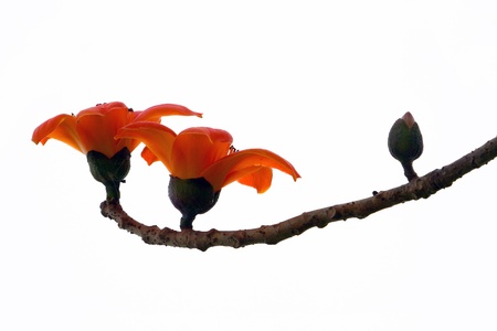 Blossom of the Red Silk Cotton Tree - The Latin name is Bombax Ceiba, and it is a popular ornamental tree found in East and South Asia の写真素材