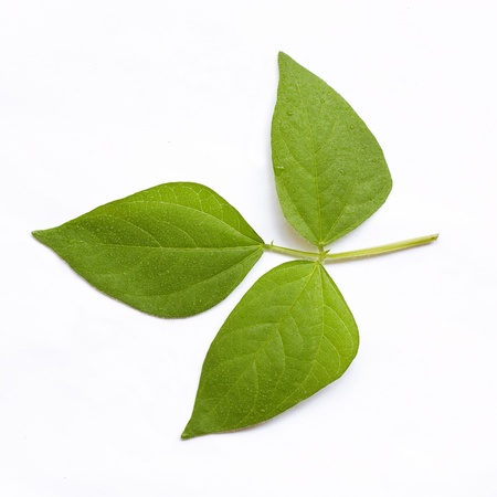 Beans Leaf の写真素材