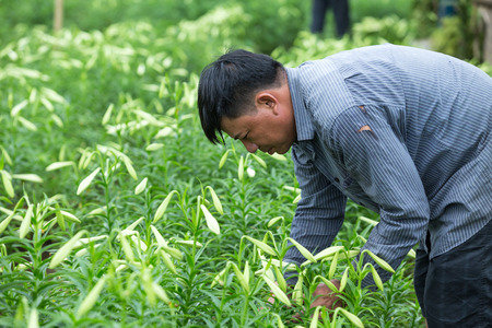 HANOI, VIETNAM - APRIL 13, 2014  Life in Vietnam - Unidentified farmer harvests Lilium longiflorum flowers in Ha Noi Vietnam  のeditorial素材