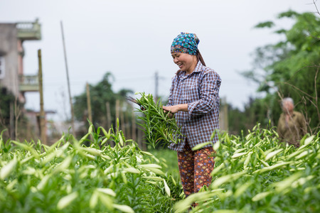 HANOI, VIETNAM - APRIL 13, 2014  Life in Vietnam - Unidentified farmer harvests Lilium longiflorum flowers in Ha Noi Vietnam  のeditorial素材