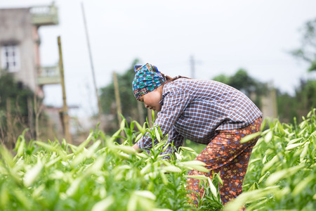 HANOI, VIETNAM - APRIL 13, 2014  Life in Vietnam - Unidentified farmer harvests Lilium longiflorum flowers in Ha Noi Vietnam  のeditorial素材