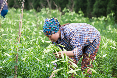 HANOI, VIETNAM - APRIL 13, 2014  Life in Vietnam - Unidentified farmer harvests Lilium longiflorum flowers in Ha Noi Vietnam  のeditorial素材