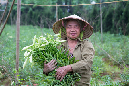 HANOI, VIETNAM - APRIL 13, 2014  Life in Vietnam - Unidentified farmer harvests Lilium longiflorum flowers in Ha Noi Vietnam  のeditorial素材