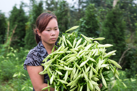 HANOI, VIETNAM - APRIL 13, 2014  Life in Vietnam - Unidentified farmer harvests Lilium longiflorum flowers in Ha Noi Vietnam  のeditorial素材