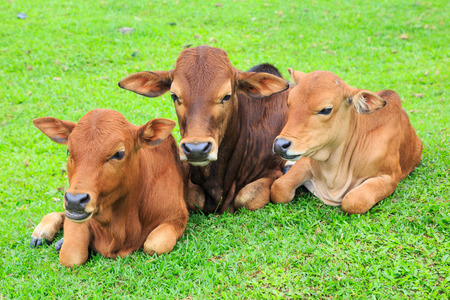 Cows on green meadowの写真素材