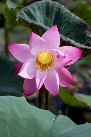 Lotus flower and Lotus flower plants の写真素材