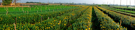 Panorama of flowers fields in Nam Dinh, Vietnam の写真素材