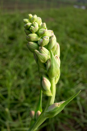 Tuberose Flower  Polianthes tuberosa  の写真素材
