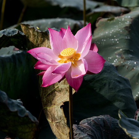 Lotus flower and Lotus flower plants の写真素材