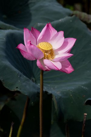 Lotus flower and Lotus flower plants の写真素材