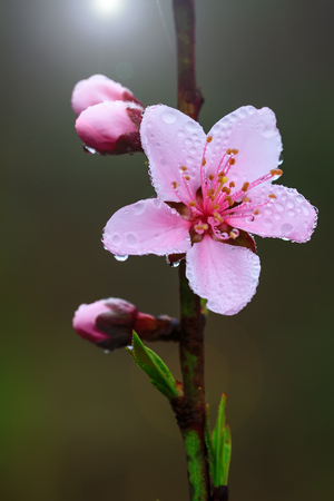 peach flowers の写真素材