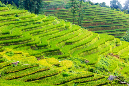 Beautiful terraced rice field in Lao cai province in Vietnam の写真素材