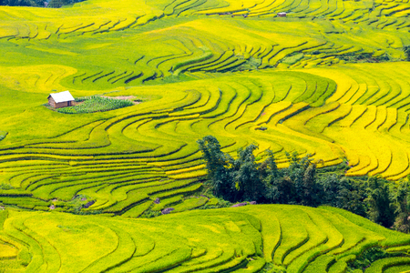 Beautiful terraced rice field in Lao cai province in Vietnam の写真素材