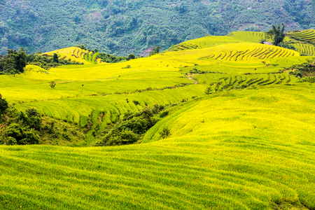 Beautiful terraced rice field in Lao cai province in Vietnam の写真素材