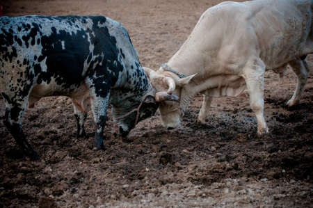 bullsの写真素材
