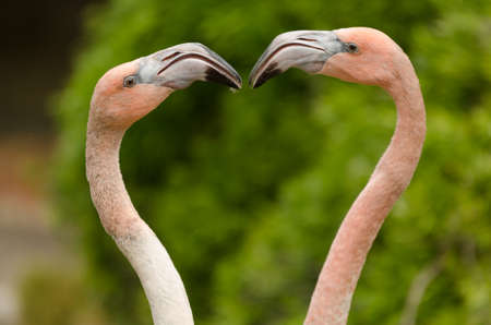 details of flamingosの写真素材