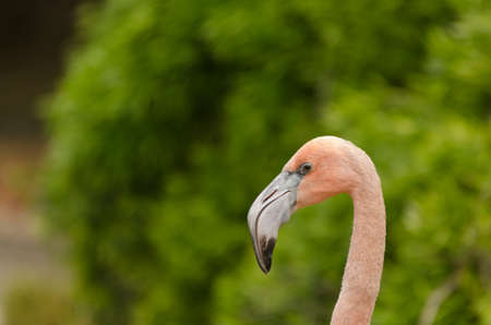 details of flamingosの写真素材