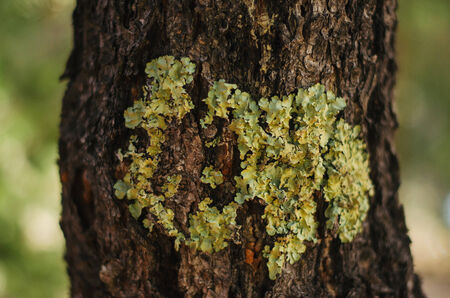 lichen growing on a tree