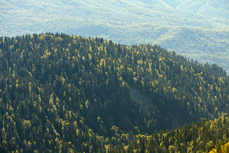 Mountain forrest, Sochi, Krasnaya Polyana Rosa Khutor Russiaの写真素材