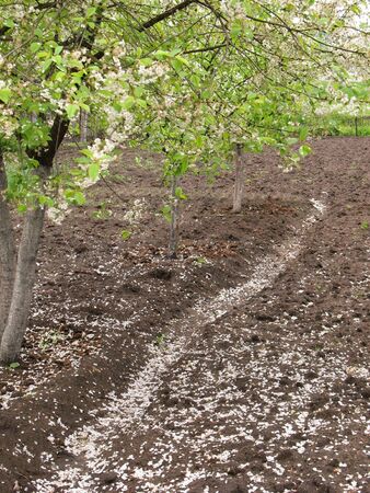 In a blossoming garden falling down petals lie on the earth.の写真素材