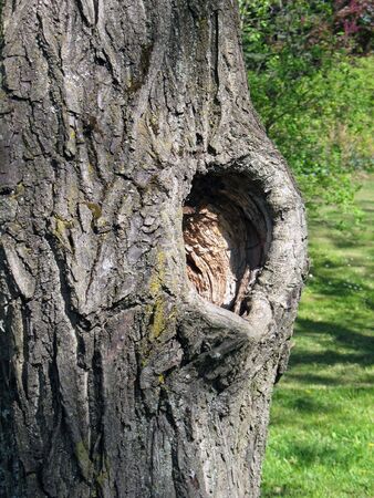 Tree trunk and hollow.の写真素材