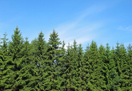 Against the blue sky a number of green fur-trees.の写真素材