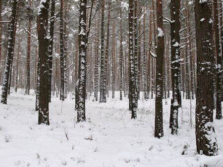 The pines filled up by snow in winter woodの写真素材
