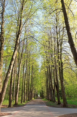 Lime avenue in the spring in parkの写真素材