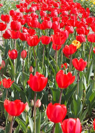The big bed of red tulipsの写真素材