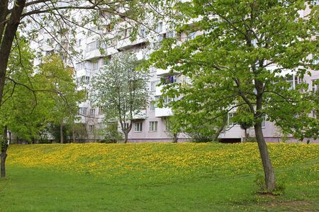 Spring city court yard with trees and blossoming dandelionsの写真素材