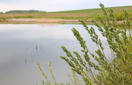 Branches of bushes against reservoir coastの写真素材