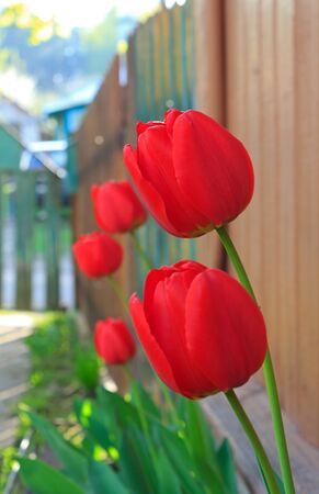Red tulips under  wall of the rural houseの写真素材