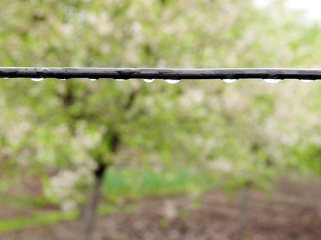 Cord in the garden with water drops after rain.の写真素材