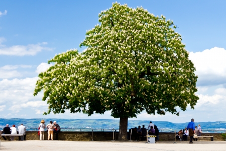 Tree in the parkの写真素材
