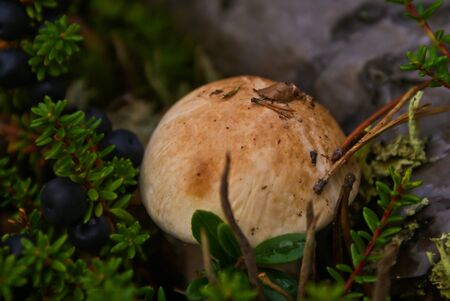 Colorful mushrooms in the forest in early autumnの写真素材