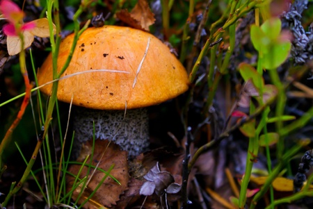 Colorful mushrooms in the forest in early autumnの写真素材
