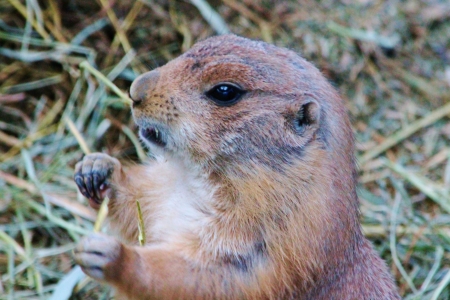 Prairie Dog
