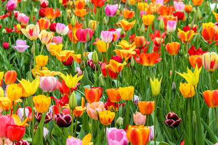 many beautiful flowers on a sunny day in springの写真素材